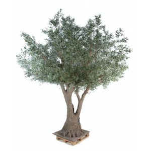 Olivier tree (400cm)