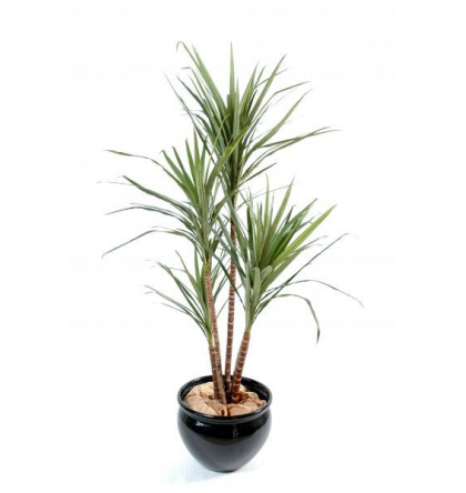 Dracena marginata (110cm)