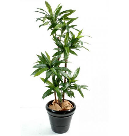 Dracena janet craig artificiel 145cm