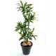 Dracena janet craig artificiel 145cm