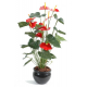 Anthurium (75cm)