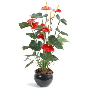 Anthurium (75cm)