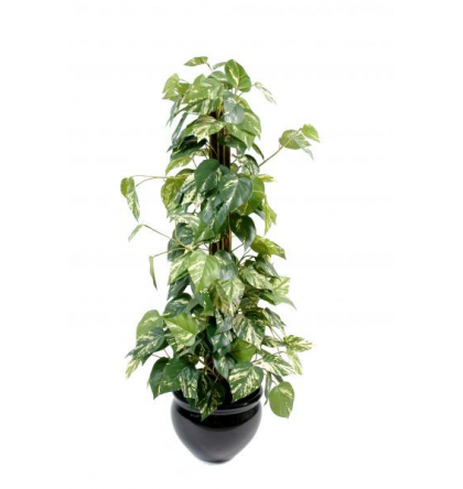 Pothos tuteur coco (100cm)