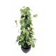 Pothos tuteur coco (100cm) | Plante verte artificielle