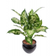 Dieffenbachia (50cm)