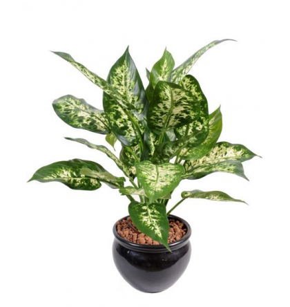 Dieffenbachia (50cm)