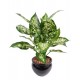 Dieffenbachia H50cm | Plante verte artificielle