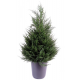 Cyprès juniperus (65cm)