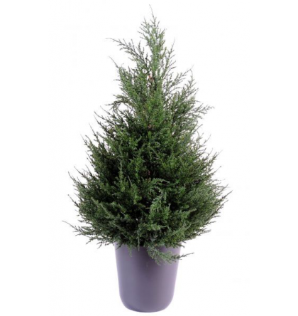 Cyprès juniperus (65cm)