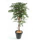 Ficus tronc simple 