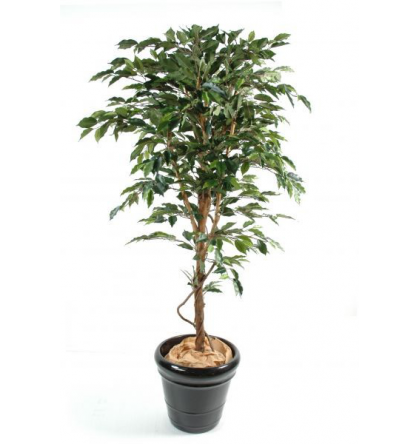 Ficus artificiel Tronc simple grandes feuilles H120-150-180-210-270cm