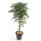 Ficus artificiel | Tronc simple grandes feuilles de 120 à 270cm