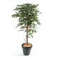 Ficus artificiel Tronc simple grandes feuilles H120-150-180-210-270cm