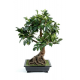 Ficus bonsai en coupe 