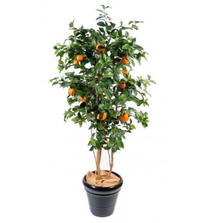 Oranger new (180cm)