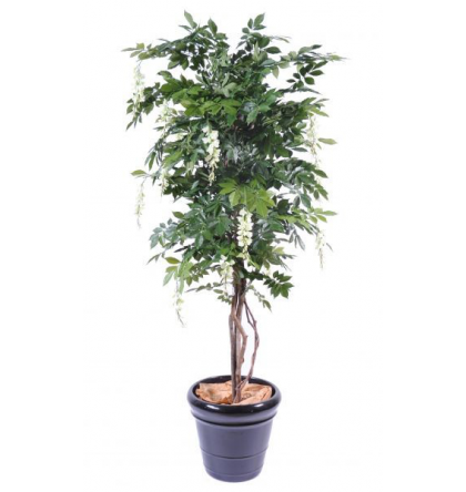 Glycine multitree (110cm)
