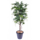 Glycine multitree (150cm)