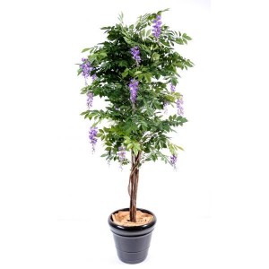Glycine multitree (150cm)