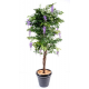 Glycine multitree (180cm)