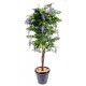 Glycine multitree artificielle H180cm