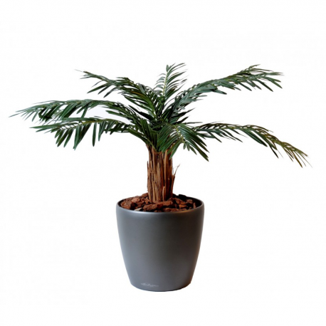 Cycas palmier (180cm)