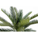 Cycas tronc