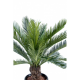 Cycas tronc