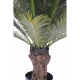 Cycas tronc