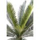 Cycas tronc