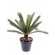 Cycas tronc