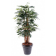 Raphis lady palm