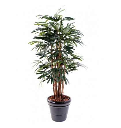 Raphis lady palm