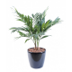 Palmier Parlour Plante