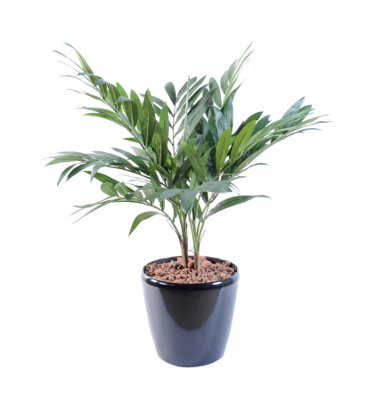 Palmier Parlour Plante