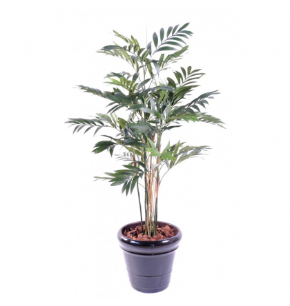 Palmier Parlour Plante