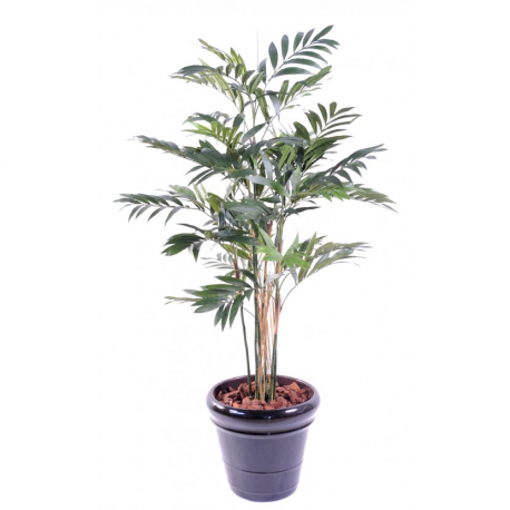 Palmier Parlour Plante