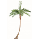 Palmier coconut courbe