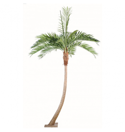 Palmier Coconut courbe 270 et 400cm