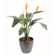 Strelitzia plante (150cm)