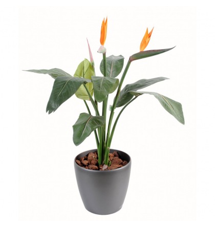 Strelitzia plante (150cm)