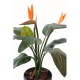 Strelitzia plante (150cm)