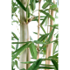 Bambou feuilles larges