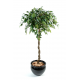 Ficus artificiel boule Natajsa