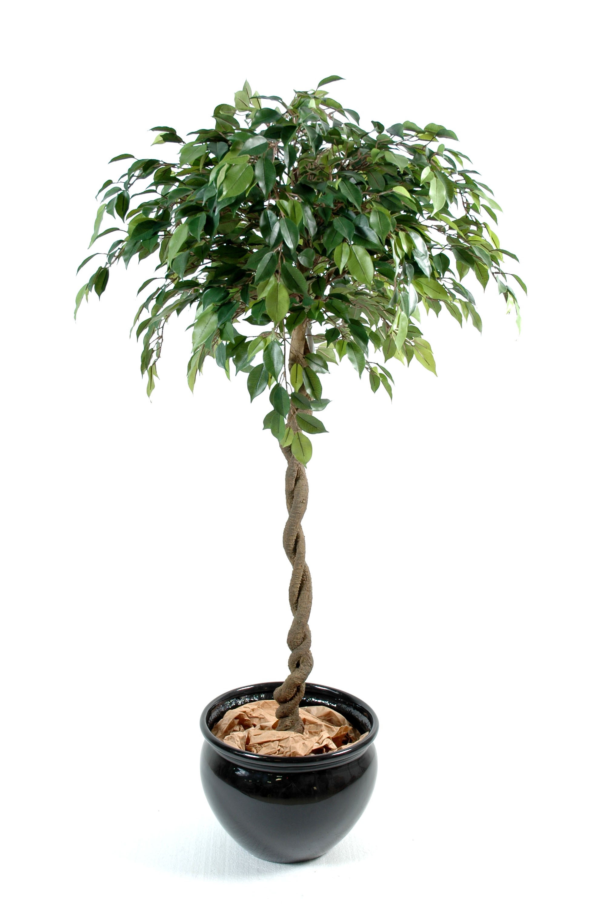 Ficus Artificiel Tronc Tressé-160cm