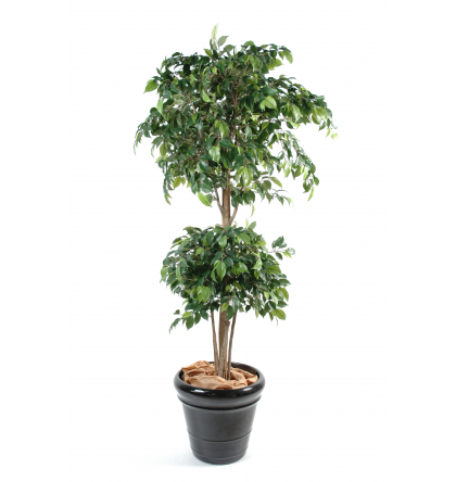 Ficus artificiel Double boule H150 & 180cm