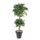 Ficus artificiel Double boule H150 & 180cm