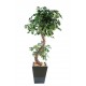 Ficus S artificiel H180cm