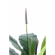 Anthurium Jungle King artificiel 80 et 130cm