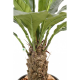 Anthurium Jungle King artificiel 80 et 130cm