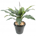 Anthurium Jungle King artificiel 80 et 130cm